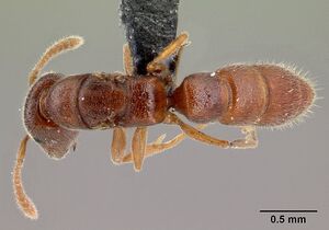 Stigmatomma janovitsika casent0161532 d 1 high.jpg