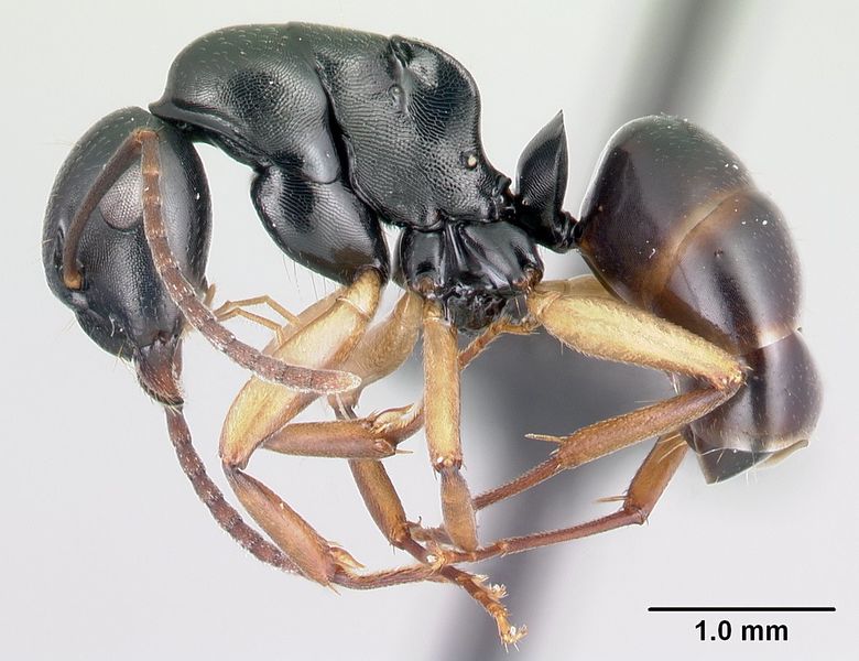 File:Camponotus alamaina casent0481799 p 1 high.jpg