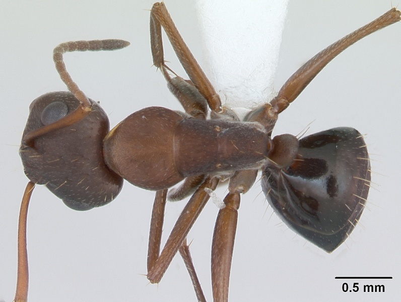 File:Camponotus punctulatus casent0173438 dorsal 1.jpg