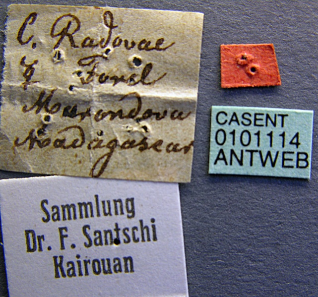 File:Camponotus radovae casent0101114 label 1.jpg