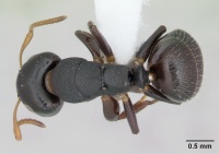 Camponotus sanctaefidei casent0173445 dorsal 1.jpg