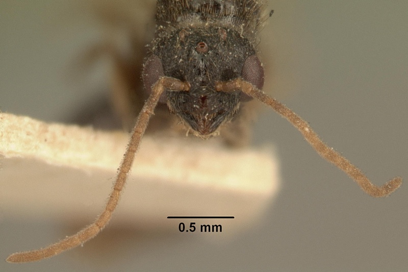 File:Carebara grandidieri casent0101813 head 1.jpg