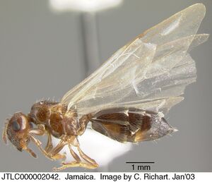 Crematogaster vicina jtlc000002042 p 2 high.jpg