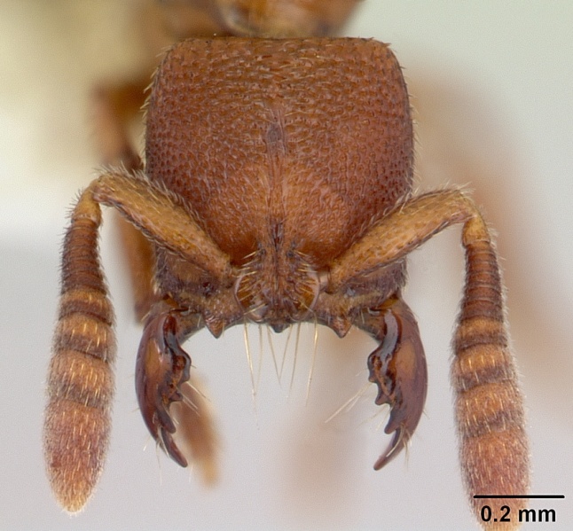 File:Feroponera ferox casent0102994 head 1.jpg