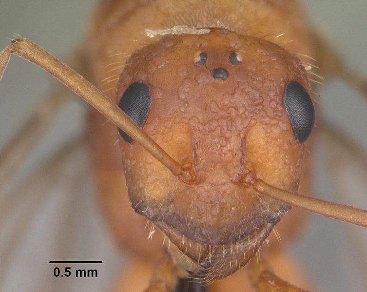 File:Formica dolosa casent0103938 head 1.jpg