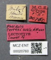 Type Specimen Label]]