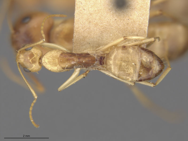 File:MCZ-ENT00021464 Camponotus fumidus imbecillus had.jpg