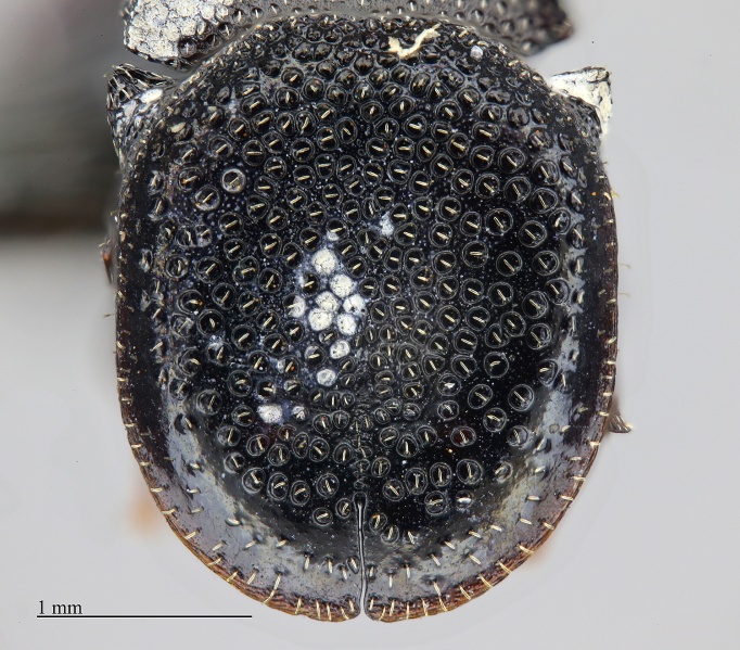 File:MCZ ENT Cephalotes decolaratus 002 hef 5x.jpg