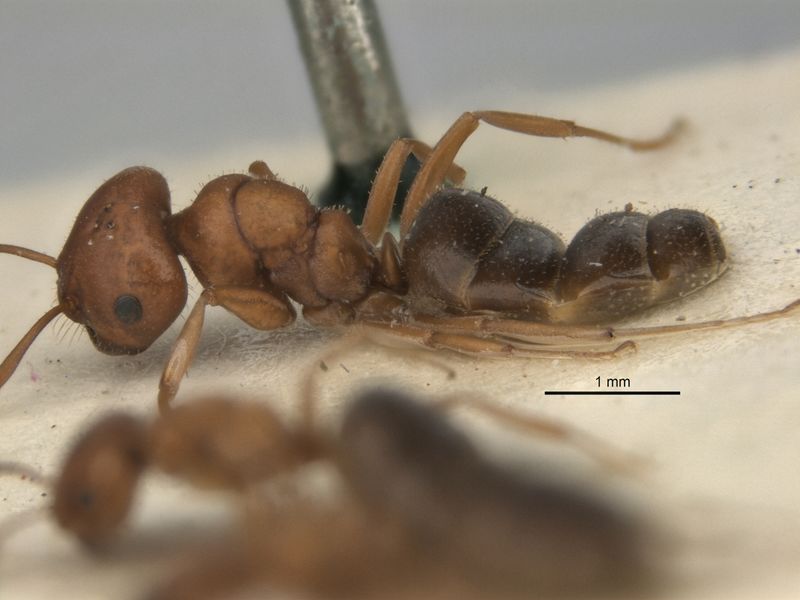 File:Melophorus barbellulatus major side ANIC32-900080.jpg