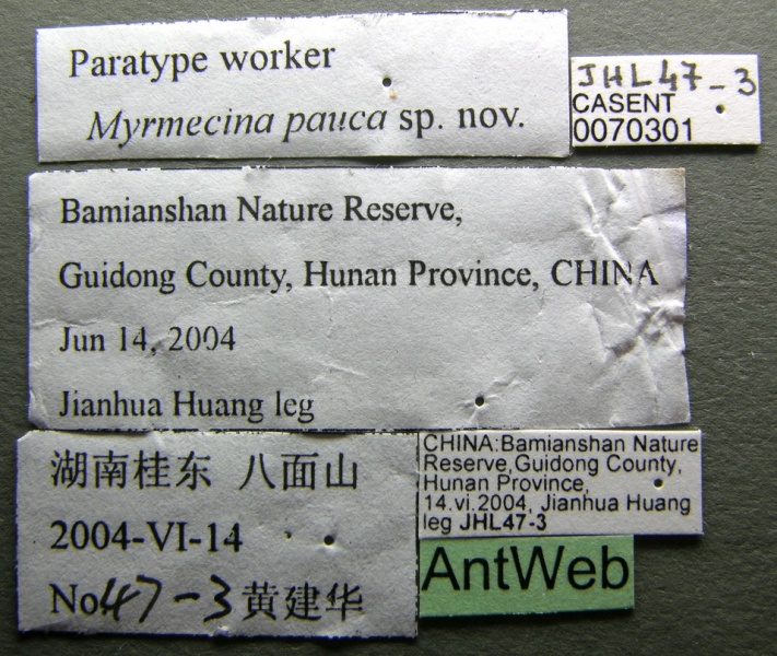 File:Myrmecina pauca casent0070301 l 1 high.jpg