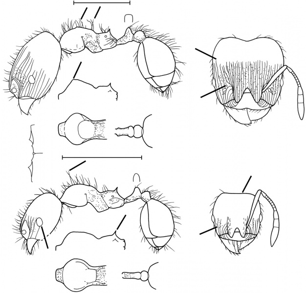 File:Pheidole hedlundorum Wilson 2003.jpg