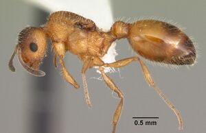 Temnothorax palustris casent0104041 profile 1.jpg