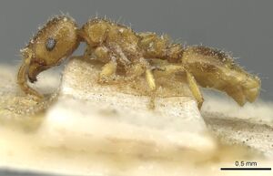 Tetramorium punctatum casent0915054 p 1 high.jpg