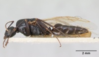 Camponotus fallax casent0103341 profile 1.jpg