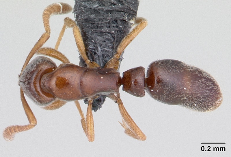 File:Hypoponera indigens casent0133875 dorsal 1.jpg