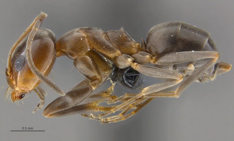 File:Mcz-ent00668480 Dorymyrmex insanus worker hal.jpg