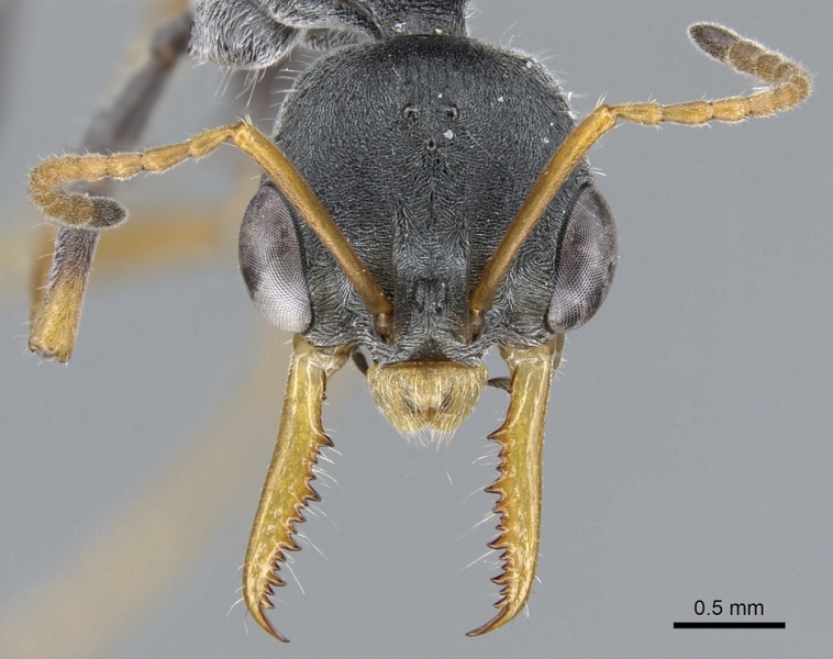 File:Myrmecia loweryi casent0902812 h 1 high.jpg