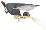 Parasitoids