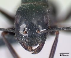 Camponotus aethiops casent0179459 h 1 high.jpg