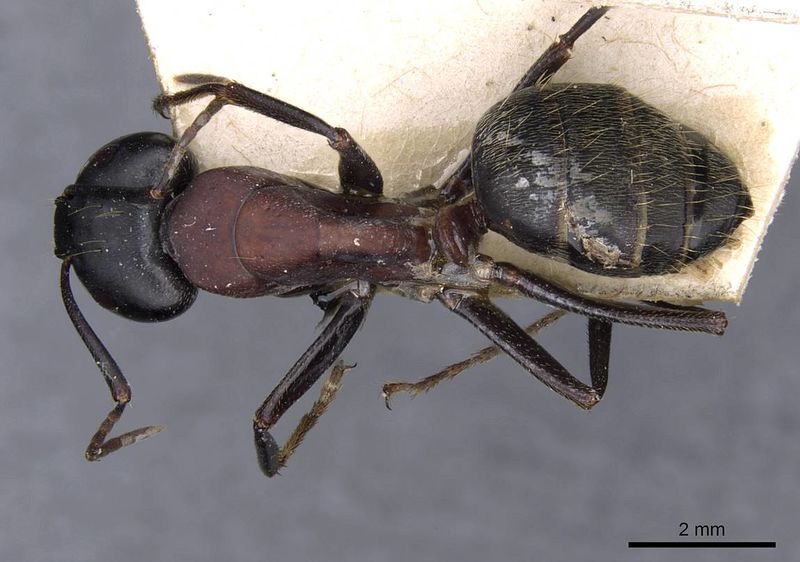 File:Camponotus atrox casent0909953 d 1 high.jpg