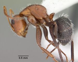 Camponotus planatus casent0103700 profile 1.jpg