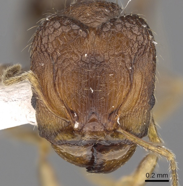 File:Pheidole tenebricosa casent0901659 h 1 high.jpg