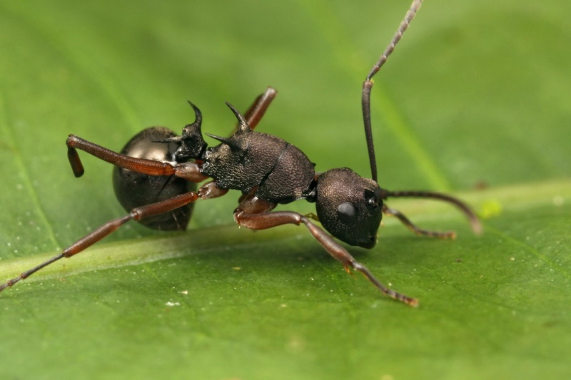 File:Polyrhachis Shattuck 53048 Danum Valley Sabah-web.jpg