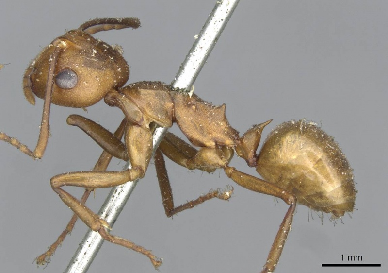 File:Polyrhachis saigonensis casent0910794 p 1 high.jpg