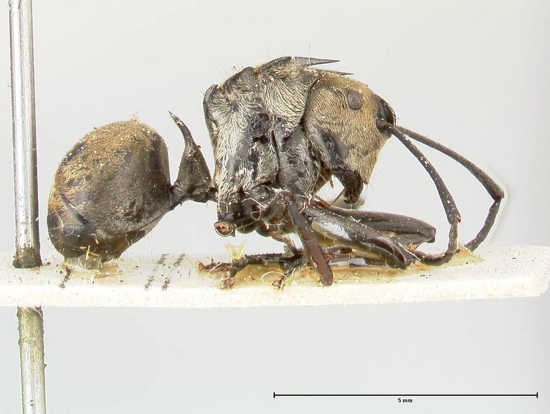 File:Polyrhachis similis focol0446 p 2 high.jpg