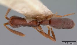 Probolomyrmex filiformis casent0102141 dorsal 1.jpg