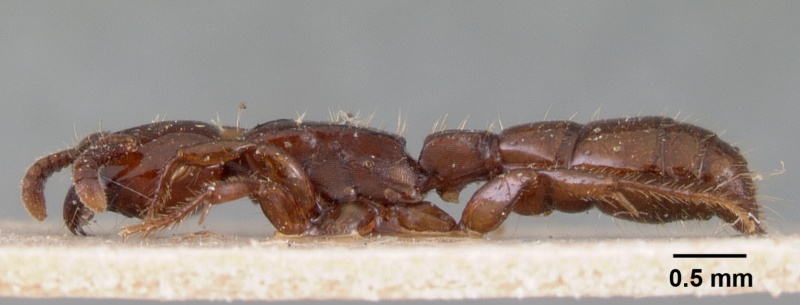 File:Acanthostichus kirbyi casent0102001 profile 1.jpg