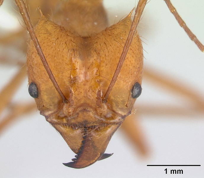 File:Atta cephalotes casent0173618 head 1.jpg