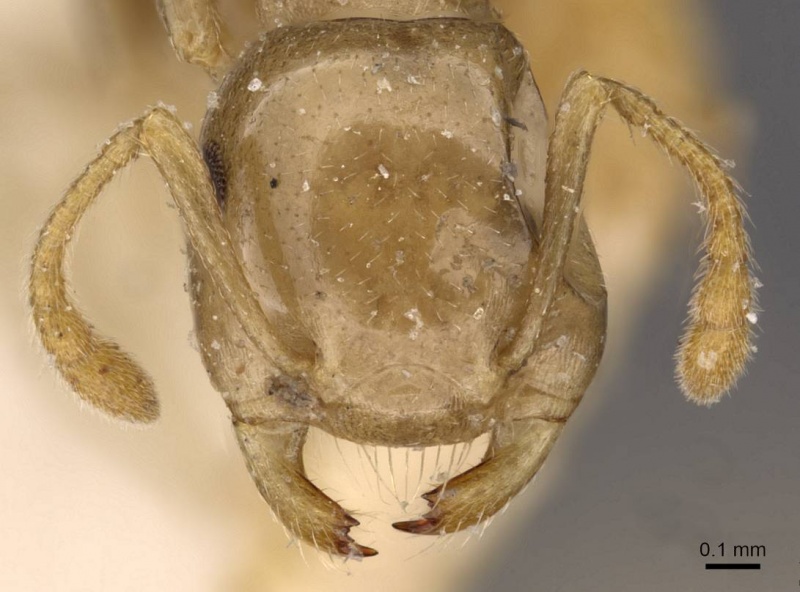 File:Crematogaster longicephala casent0908601 h 1 high.jpg