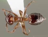 Crematogaster marioni casent0005670 dorsal 1.jpg