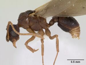 Cyphomyrmex rimosus casent0173244 profile 1.jpg