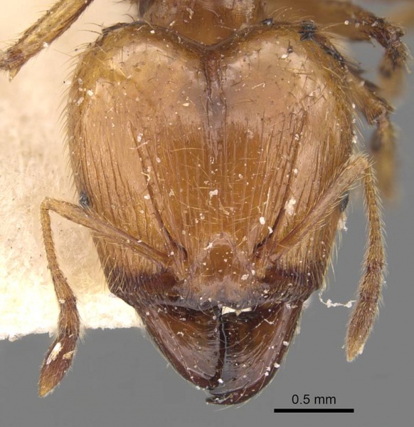 File:Pheidole havilandi casent0907885 h 1 high.jpg