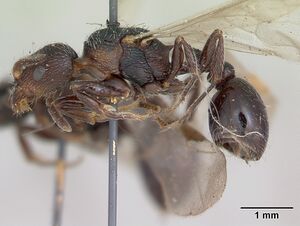 Pogonomyrmex angustus casent0173371 profile 1.jpg