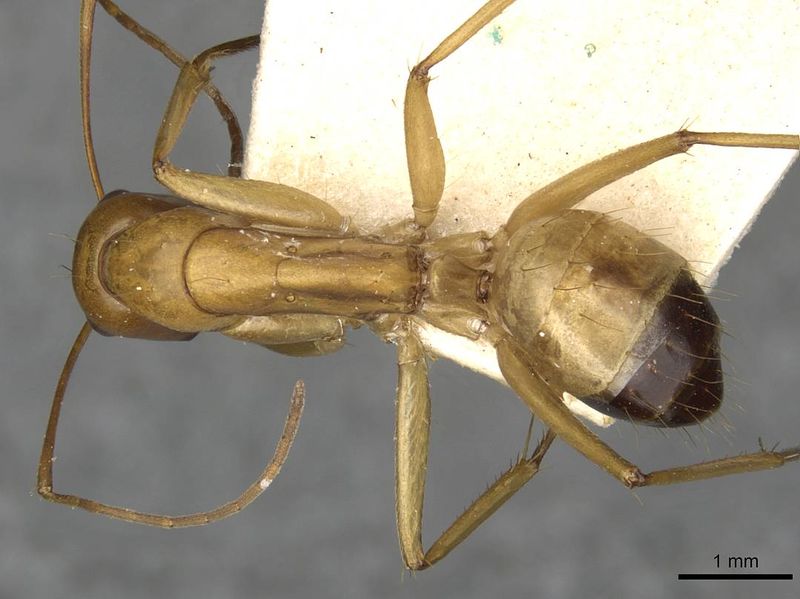 File:Camponotus thoracicus casent0910254 d 1 high.jpg