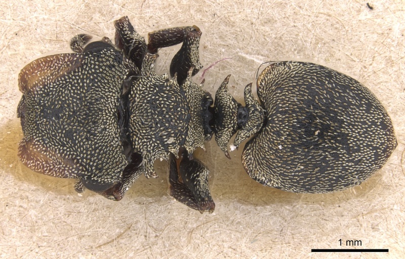 File:Cephalotes cristatus D casent0904908.jpg