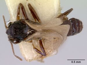 Doleromyrma darwiniana casent0172369 dorsal 1.jpg