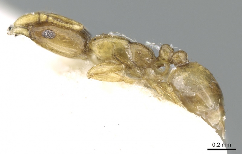 File:Monomorium montanum casent0906347 p 1 high.jpg