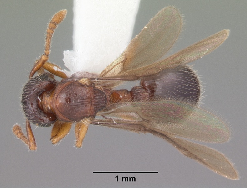File:Myrmecina americana casent0104119 dorsal 1.jpg