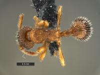 Myrmica-pinetorum-MCZ001D.jpg