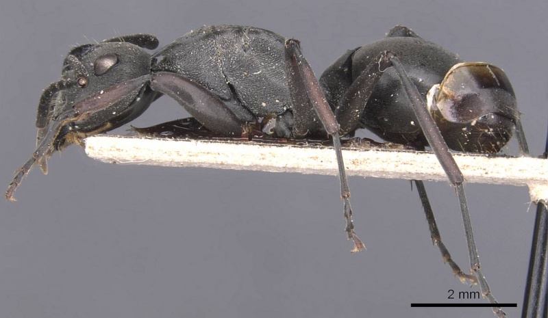 File:Polyrhachis isacantha casent0905629 p 1 high.jpg