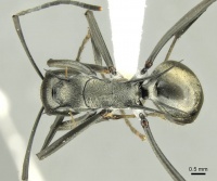 Polyrhachis malaensis casent0906735 d 1 high.jpg