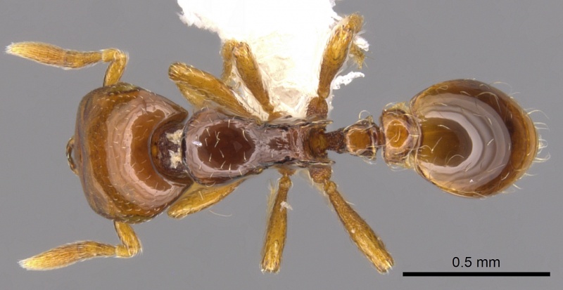 File:Strumigenys halosis casent0900205 d 1 high.jpg