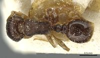 Tetramorium atlante casent0915045 d 1 high.jpg