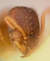 Tetramorium caldarium casent0003150 head 1.jpg