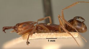 Anochetus madagascarensis casent0101674 profile 1.jpg