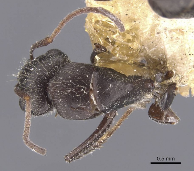 File:Camponotus declivus casent0911681 d 1 high.jpg